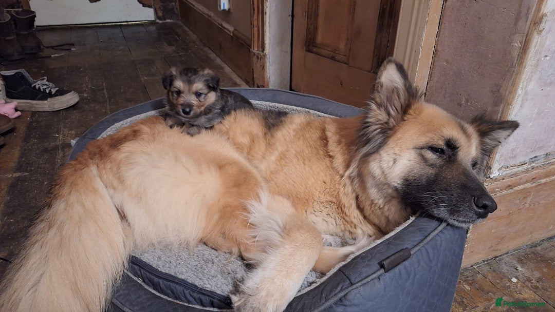 Mixed Breed dogs for sale: Shollie Pup - Advert 4
