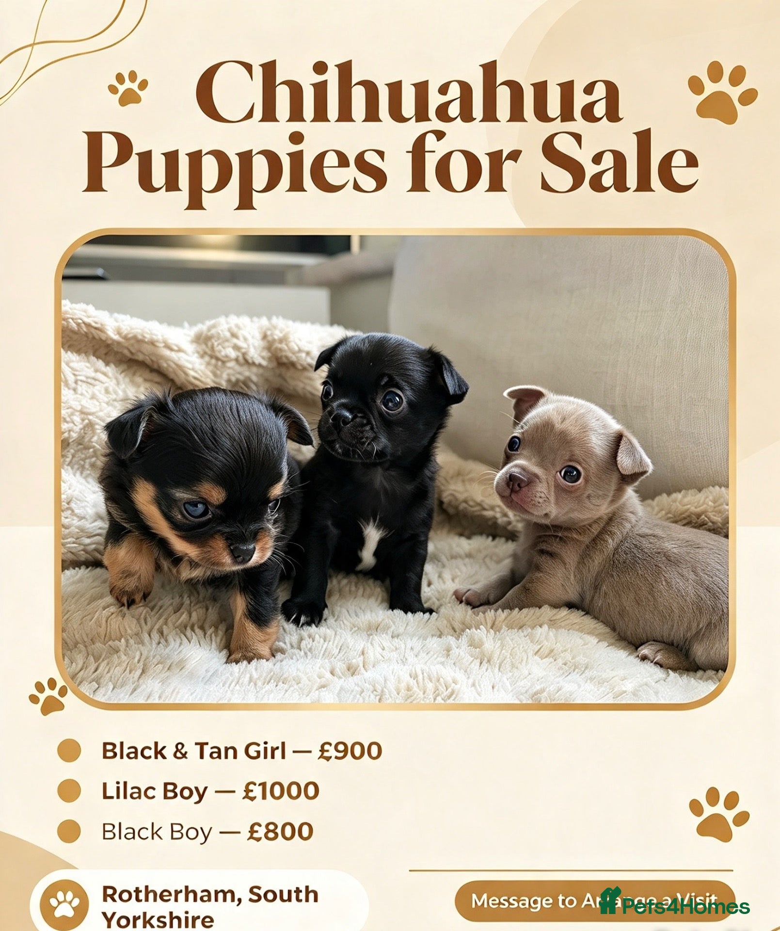 Chihuahua dogs 3 beautiful chihuahua puppies  - Advert 3