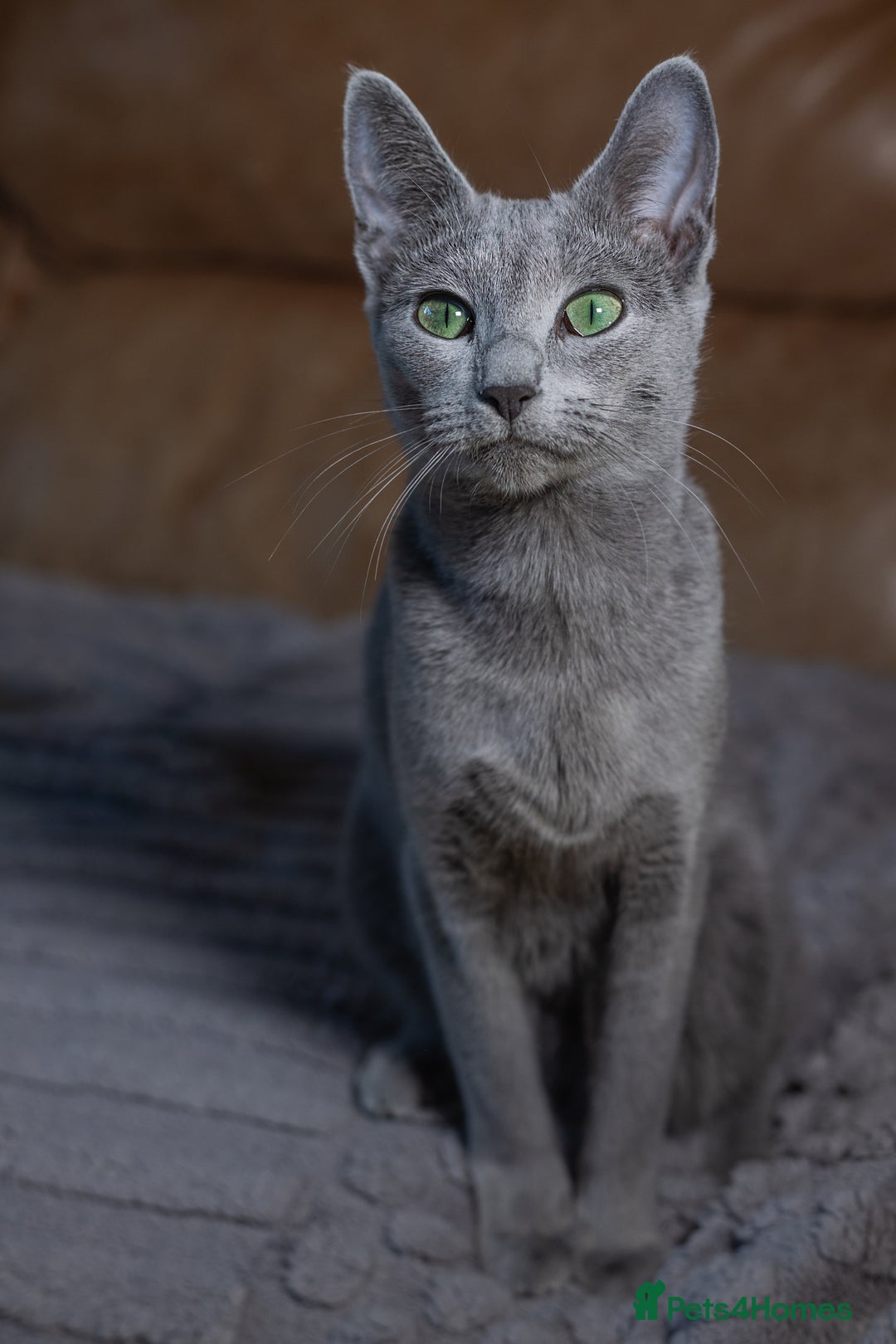 Russian Blue cats for sale: ✨ Exceptional TICA  Russian Blue Kittens Available - Advert 10