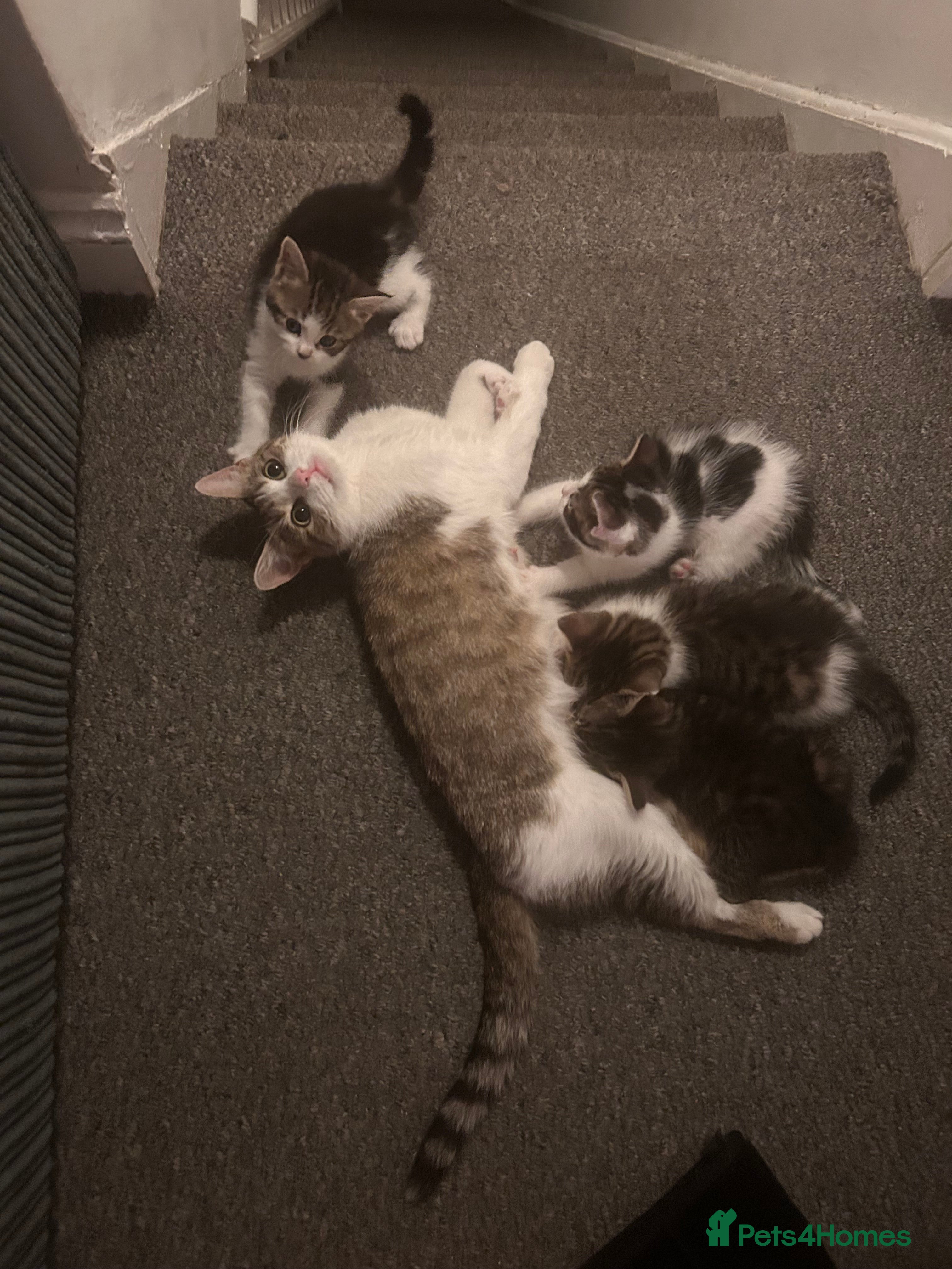 Mixed Breed cats Two kittens for sale!  - Advert 12