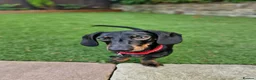 Dachshund dogs for sale: Dachshund Milo - Advert 3