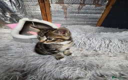 Mixed Breed cats for sale: Premium mixed breed kittens - Image 20