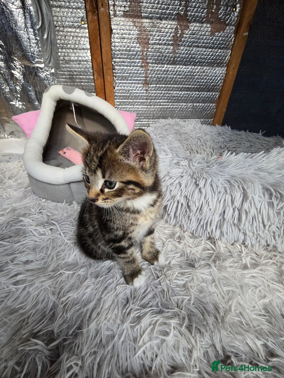 Mixed Breed cats for sale: Premium mixed breed kittens - Image 20