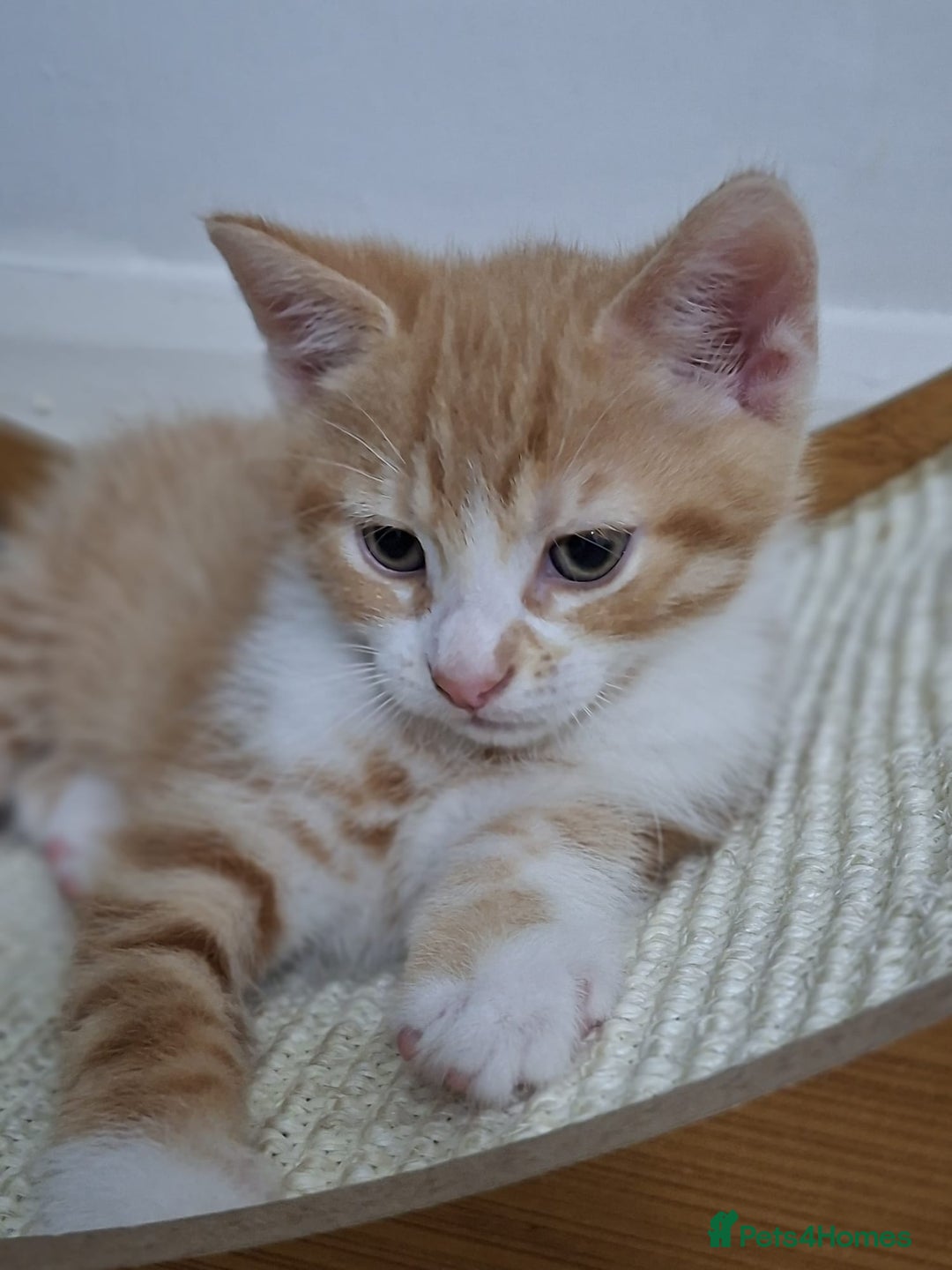 British Shorthair cats for sale: Kitten for sale . - Image 7