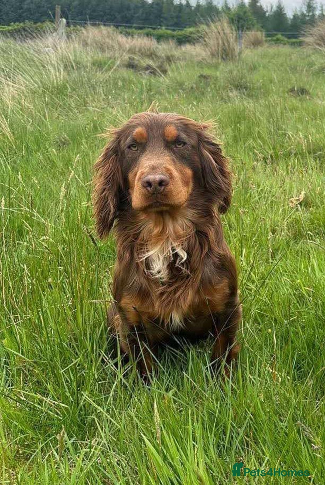 Cocker Spaniel dogs for sale:  Cocker Spaniel pup bitch for sale - Advert 4