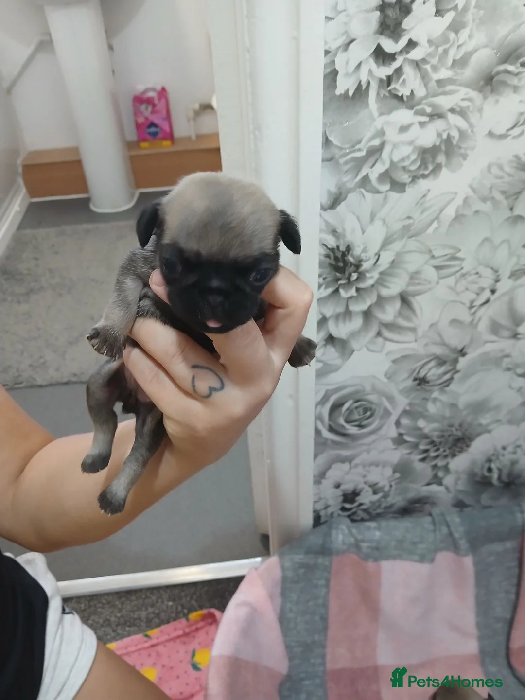 Pug dogs for sale: 4 Beautiful Pug Puppys For Sale - Advert 7