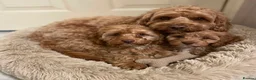 Cavapoo dogs for sale: My beautiful cava poo puppies in London - Advert 2