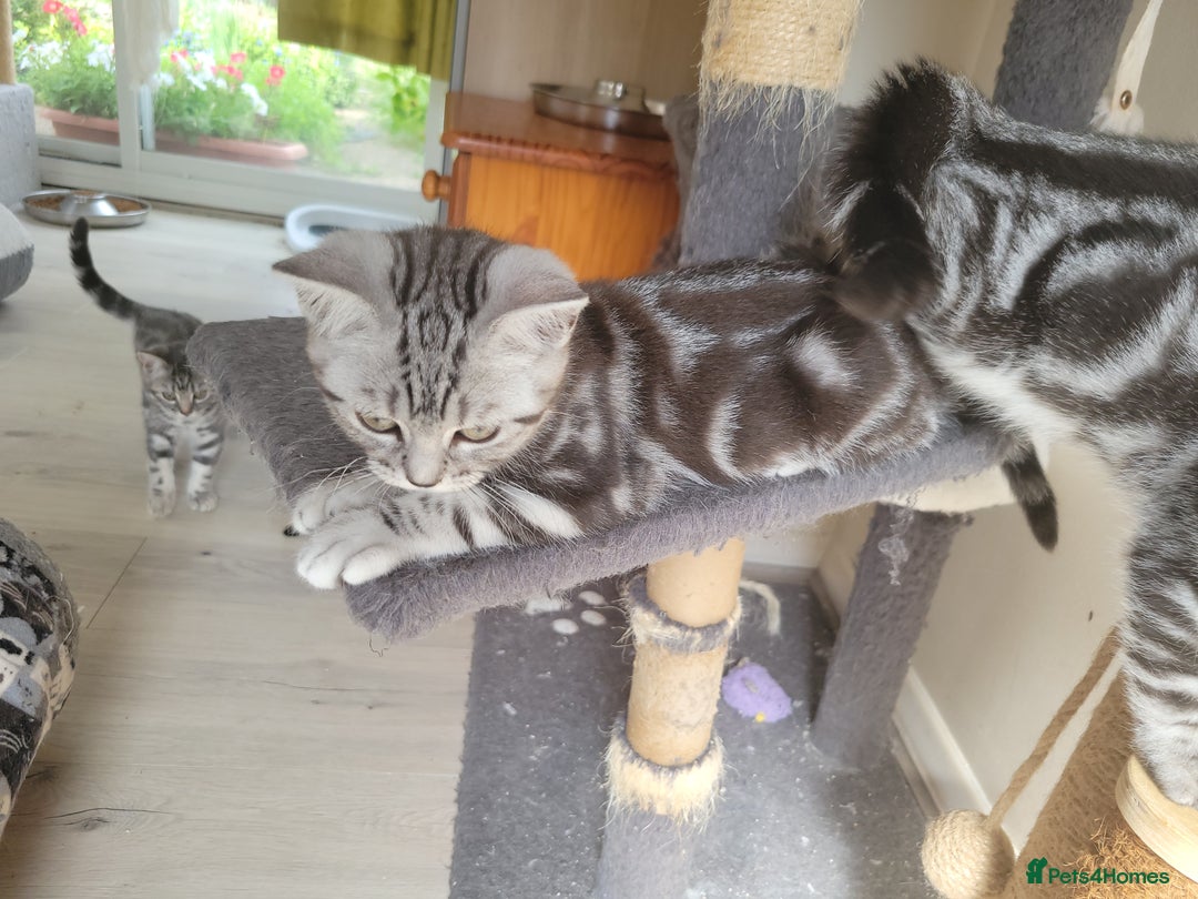 British Shorthair cats for sale: Ready to collect, Silver Tabby last 2 discounted in Rochester - Image 13