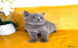 British Shorthair cats for sale: Top quality GCCF kittens  - Image 8