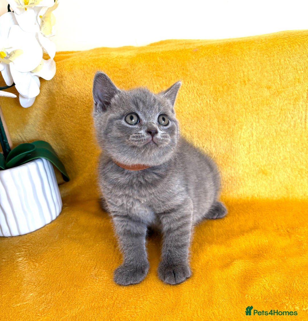 British Shorthair cats for sale: Top quality GCCF kittens  - Image 8