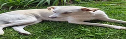 Mixed Breed dogs for adoption: 🐾Dino Adorable Puppy Labrador/German Shepherd - Advert 2