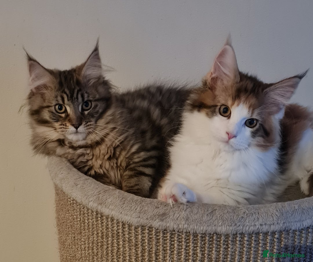 Maine Coon cats for sale: Mainecoon female - Advert 2