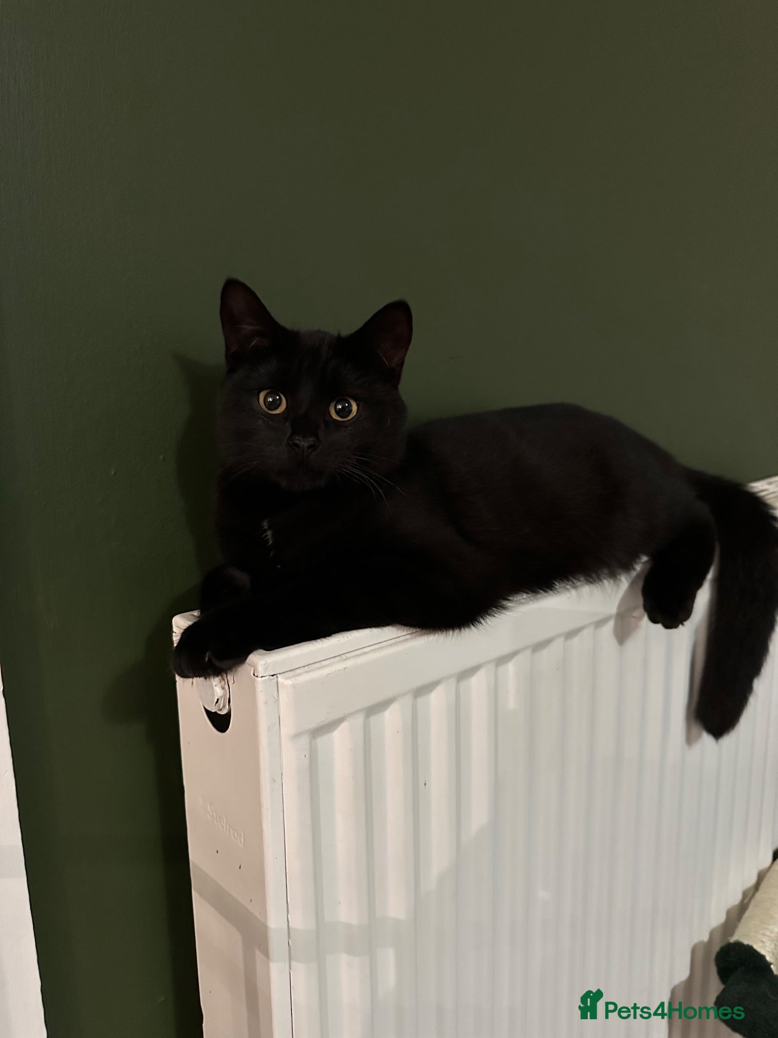 Mixed Breed cats Kittens For Sale - Advert 1