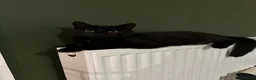 Mixed Breed cats for sale: Kittens For Sale - Advert 1