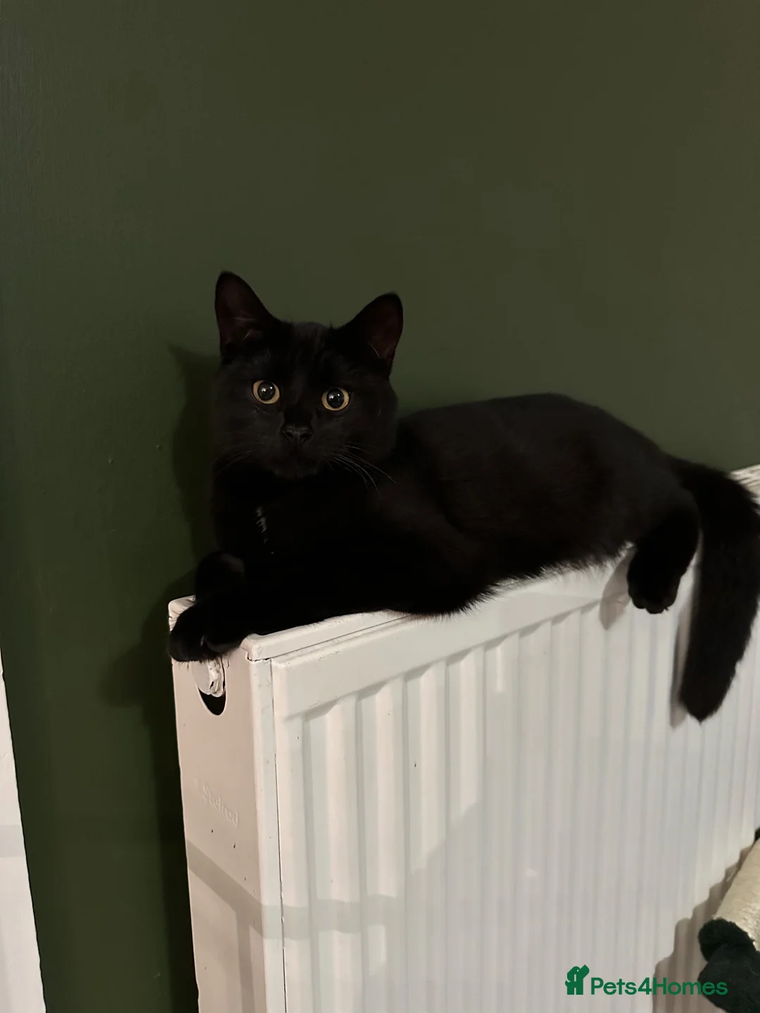 Mixed Breed cats for sale: Kittens For Sale - Advert 1