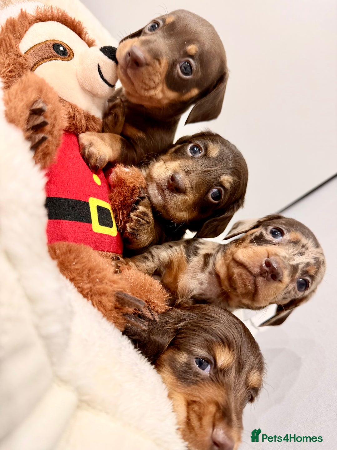 Miniature Dachshund dogs for sale: Absolutely stunning KC mini  girls🩷🩷🌟  - Advert 1