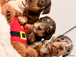 Miniature Dachshund dogs Absolutely stunning KC mini girls🩷🩷🌟 - Advert 1