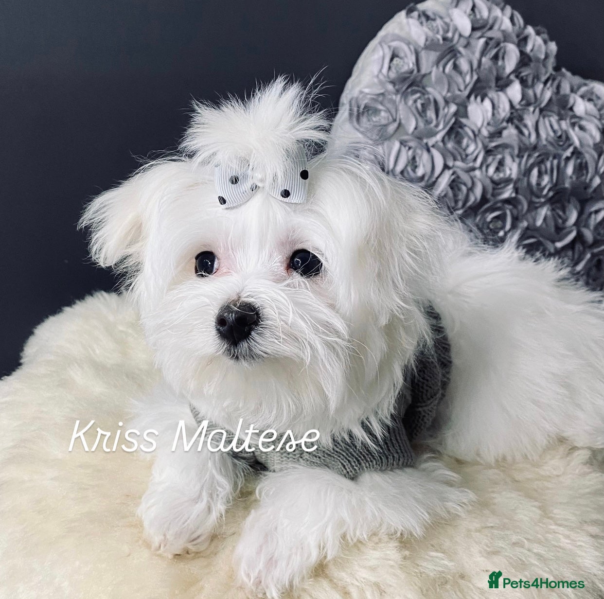 Maltese dogs ✨ Outstanding KC korean Maltese Puppies ✨ - Advert 9
