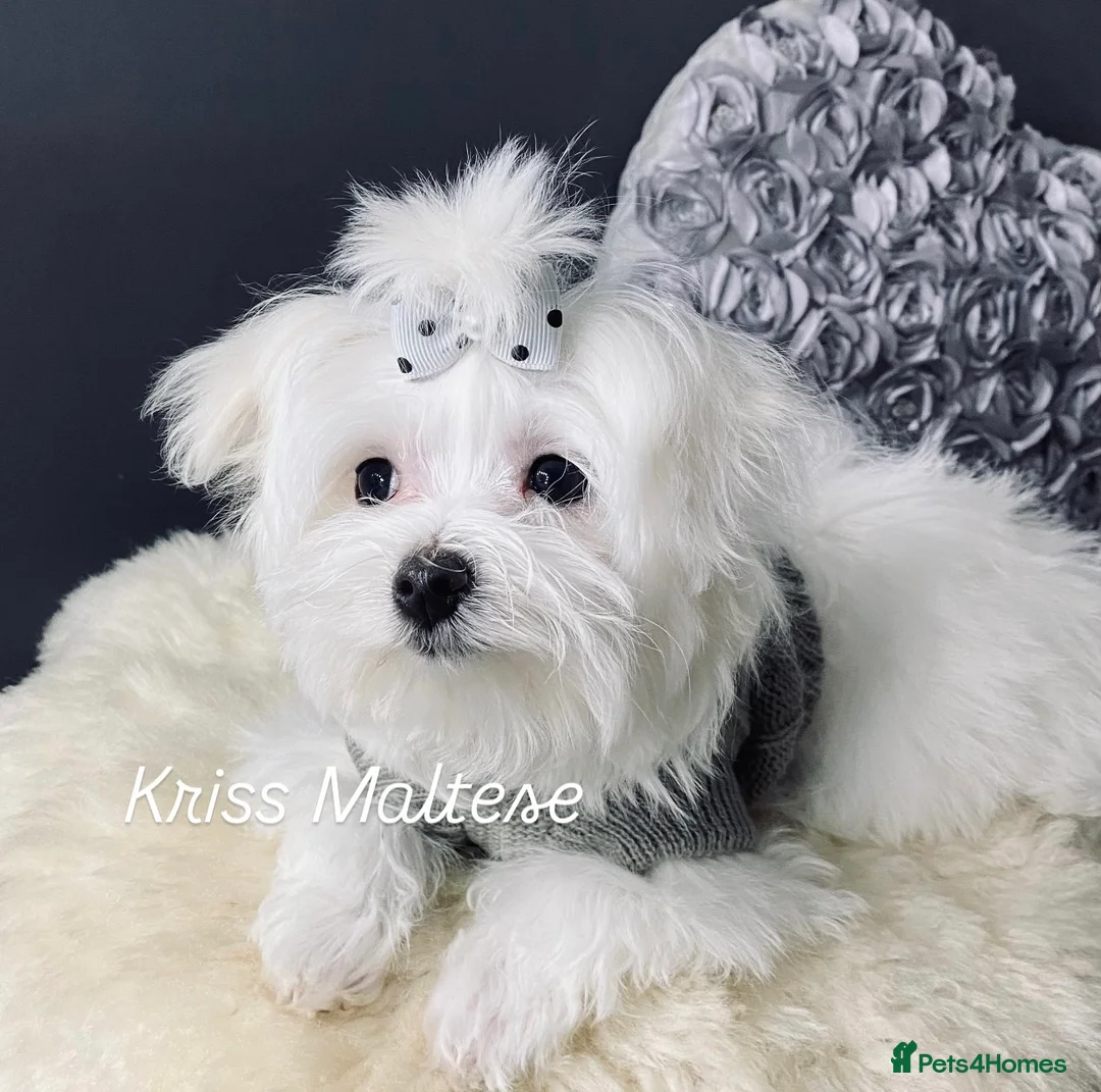 Maltese dogs for sale: ✨ Outstanding KC korean Maltese Puppies ✨ - Advert 3