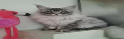 Maine Coon cats for sale: black silver/smoke TICA 3G boy&girl maine coon - Advert 16