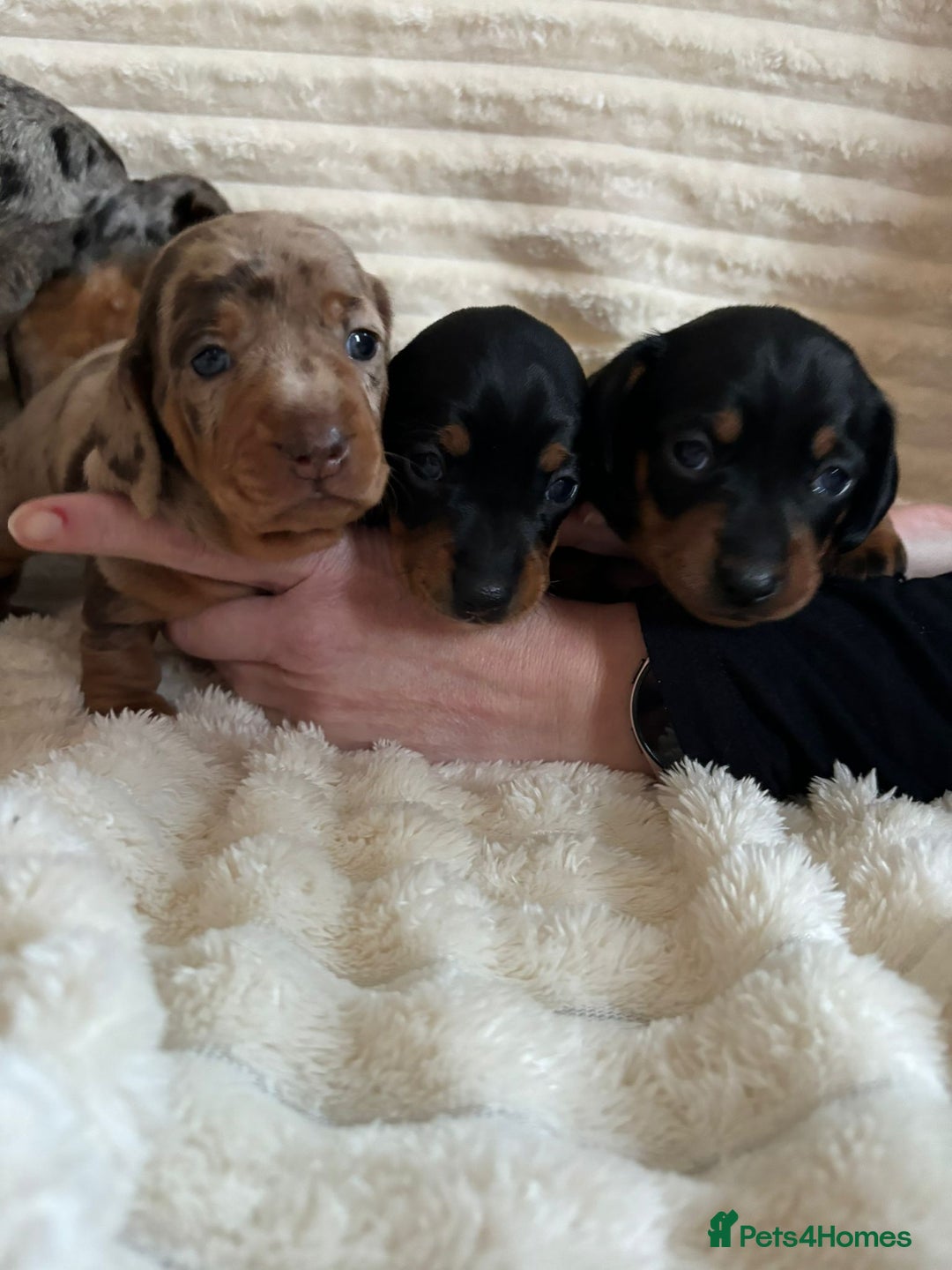 Miniature Dachshund dogs for sale: Miniature Dachshunds  - Advert 3