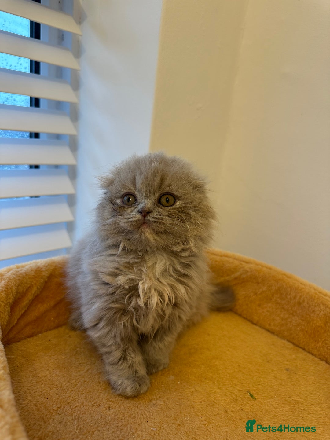 Scottish Fold cats for sale: 🦉 TOP QUALITY TICA REG SCOTTISH FOLD🦉 - Image 5