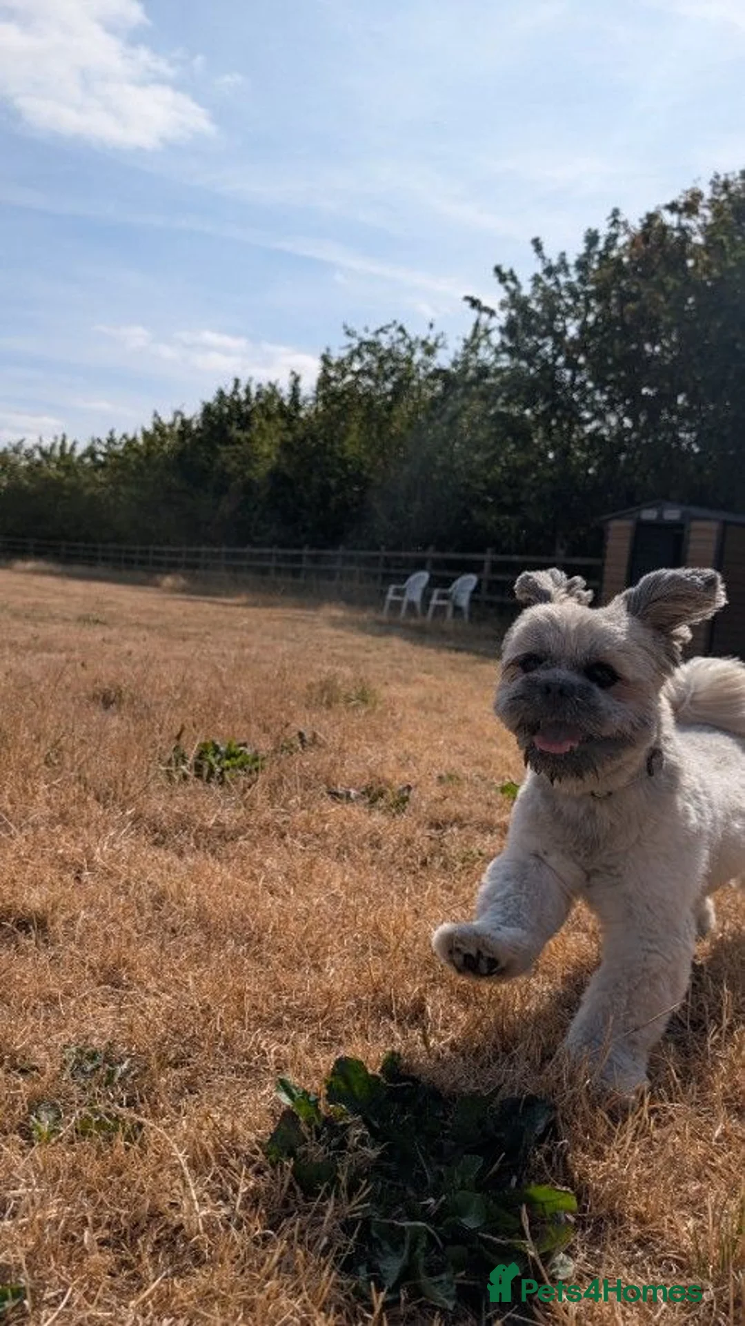 Lhasa Apso dogs for stud: Lhasa Apso for Stud - Advert 2