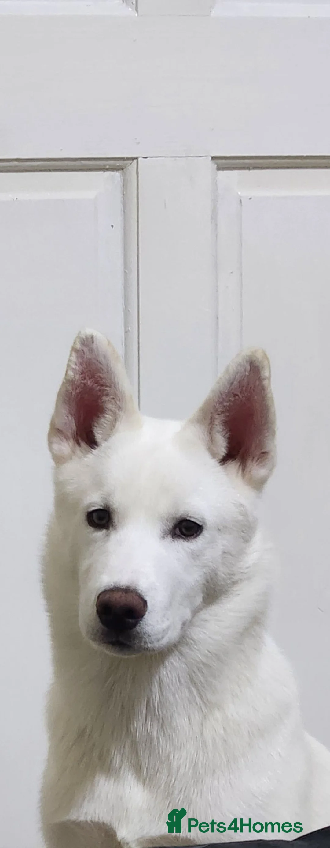 Siberian Husky dogs for sale: 11 month husky - Advert 1