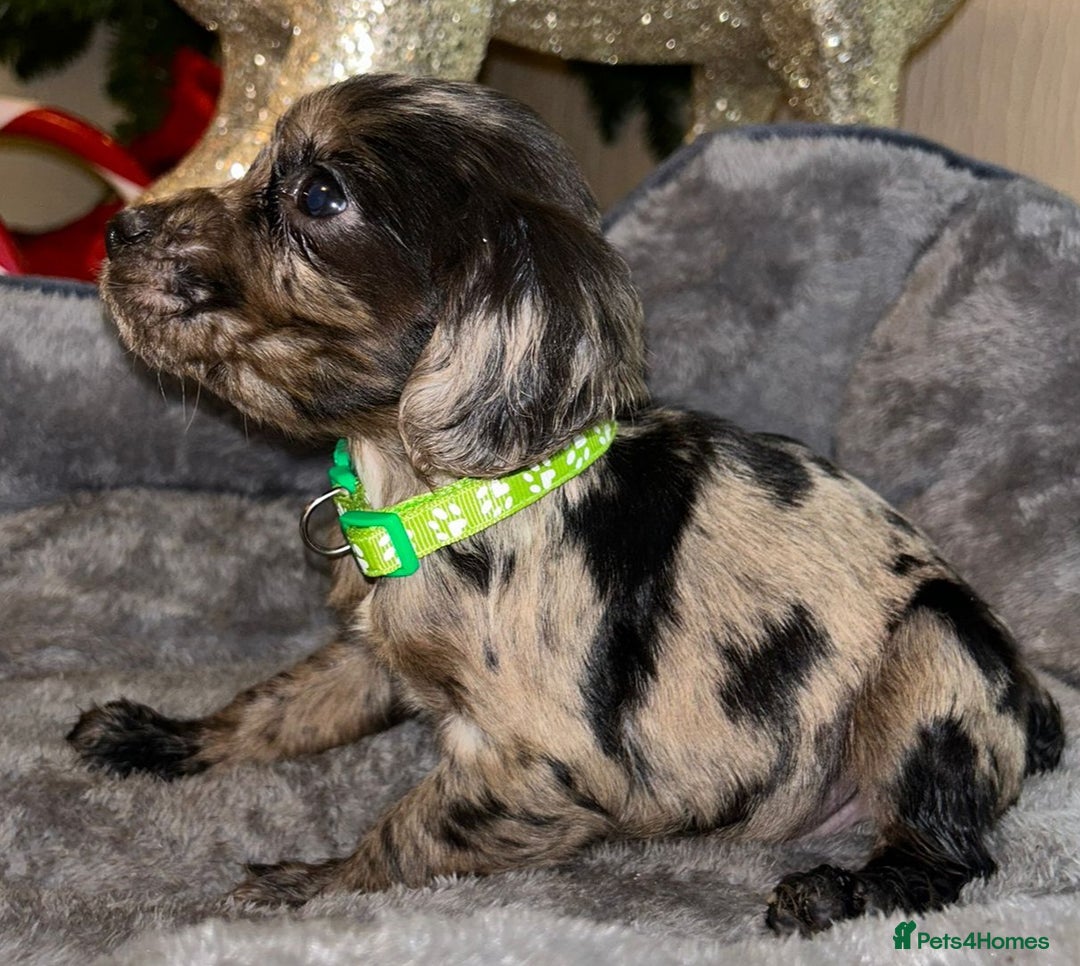 Cocker Spaniel dogs for sale: 6 beautiful cocker spaniel puppies  - Advert 11