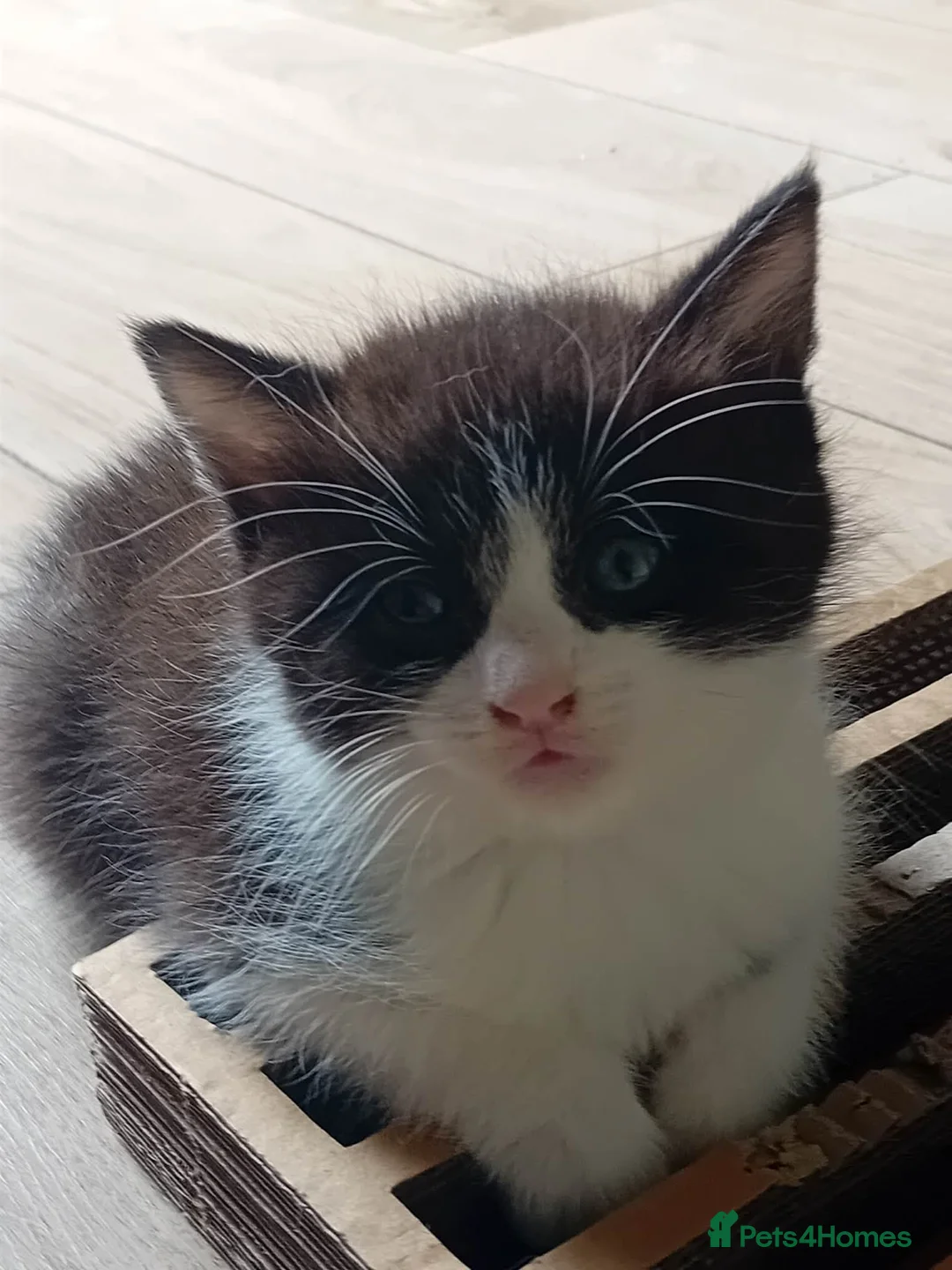 Mixed Breed cats for sale: Adorable kittens  - Advert 4