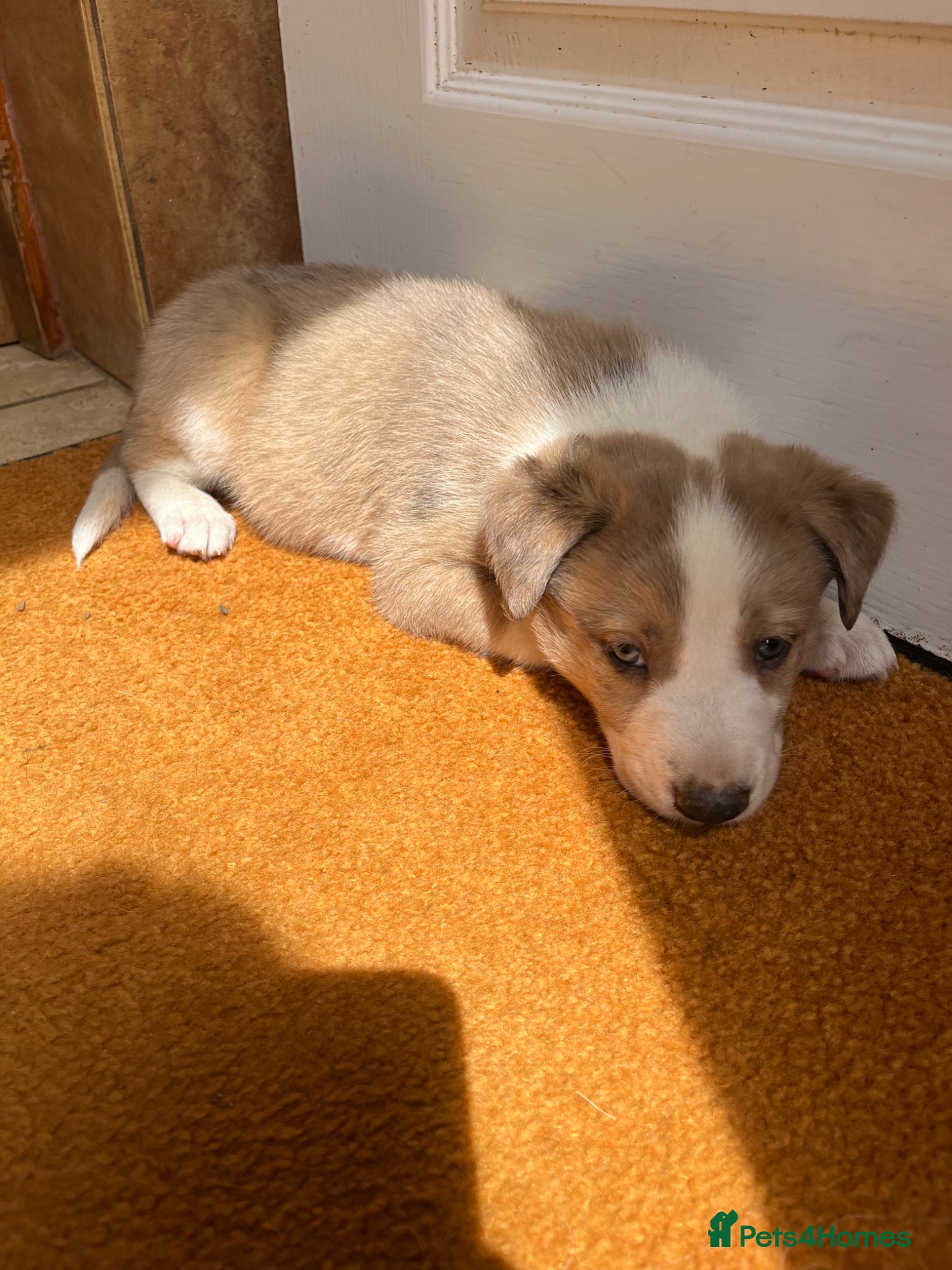 Mixed Breed dogs Beautiful merle Border collie x lurcher puppies  - Advert 1
