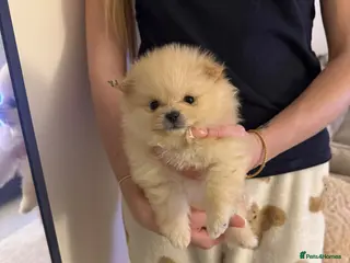 Pomeranian dogs Pure-Breed Mini Pomeranians - Advert 1