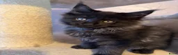 Maine Coon cats for sale: Tica registered black smoked male Maine coon - Advert 24