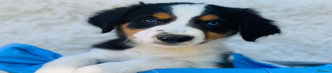 Border Collie Puppy 1