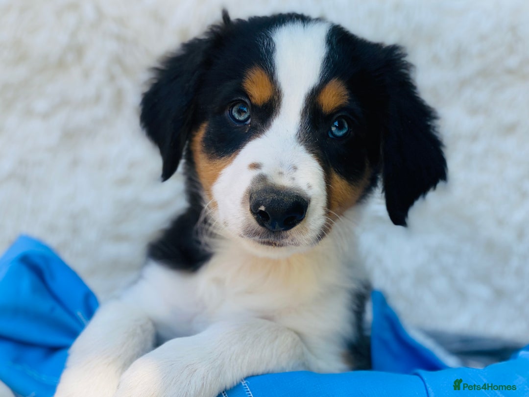 Border Collie dogs for sale: KC Reg Border Collie Puppies Health Tested Parents - Image 1