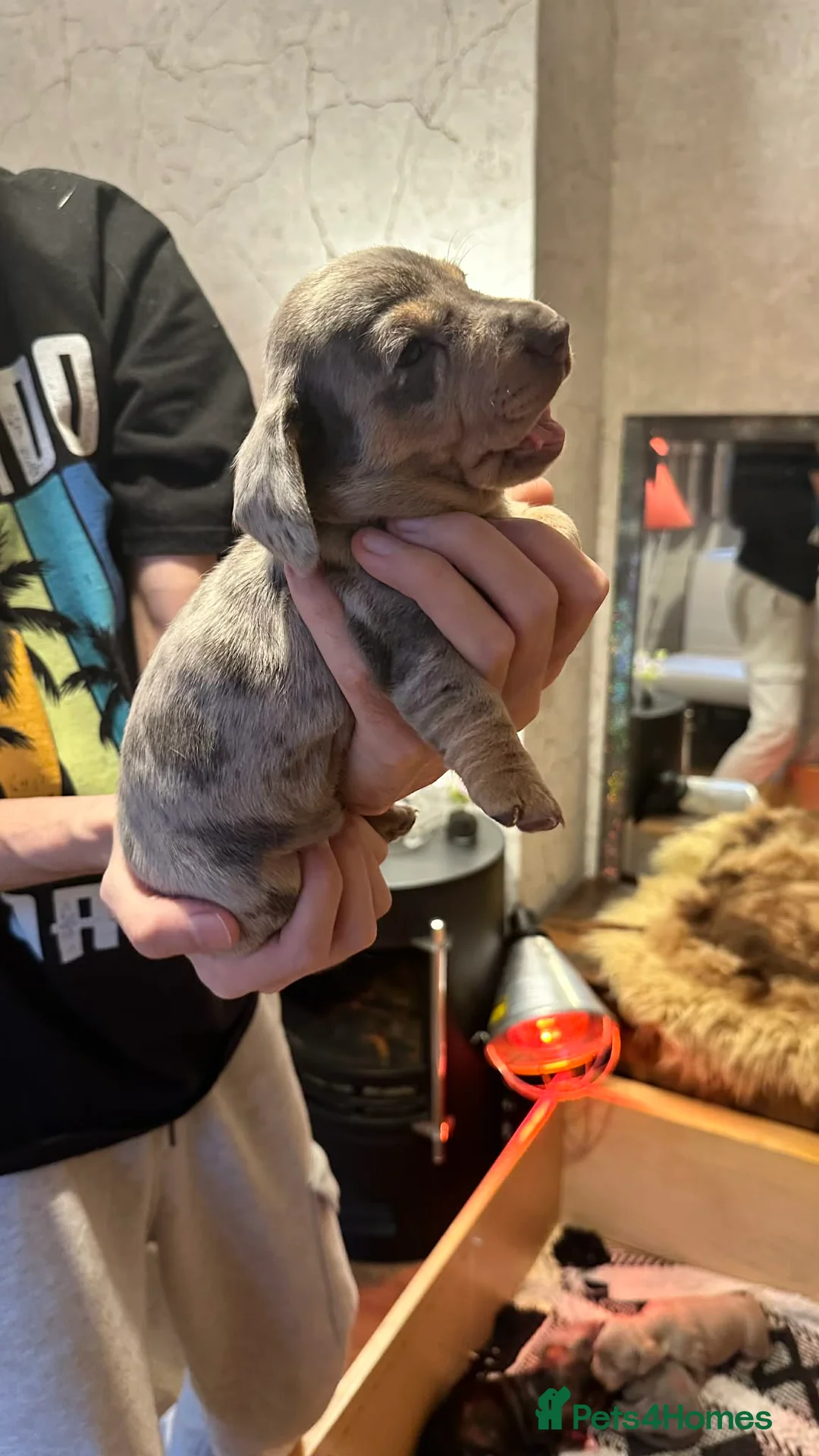 Dachshund dogs for sale: Beautiful dachshund puppies - Advert 10