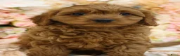 Cavapoo dogs for sale: *HEALTH TESTED* Cavapoo Puppies - Advert 13