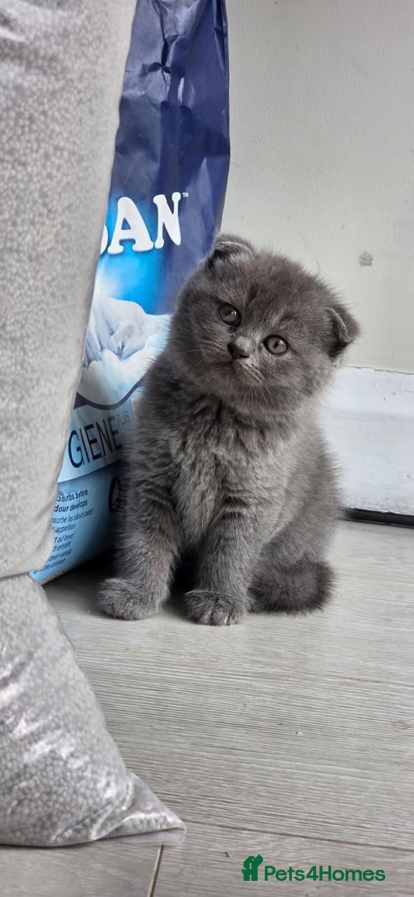 Scottish Fold cats Beautiful Scottish Triple Fold Female Kitten - Advert 9