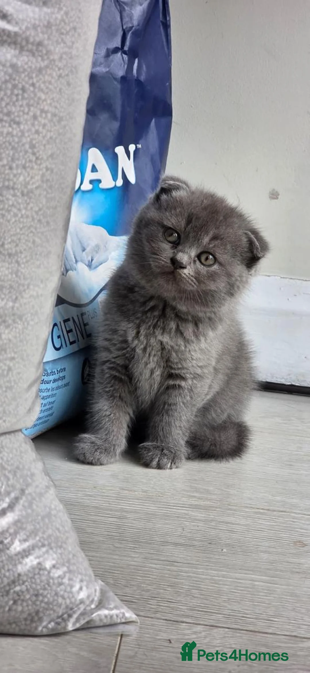 Scottish Fold cats for sale: Beautiful Scottish Triple Fold Female Kitten - Advert 2