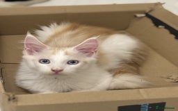 Maine Coon cats for sale: Maine Coon boy Blue Eyes very energetic Olivier - Image 6