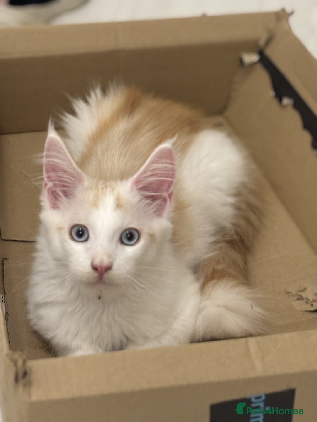 Maine Coon cats for sale: Maine Coon boy Blue Eyes very energetic Olivier - Image 6