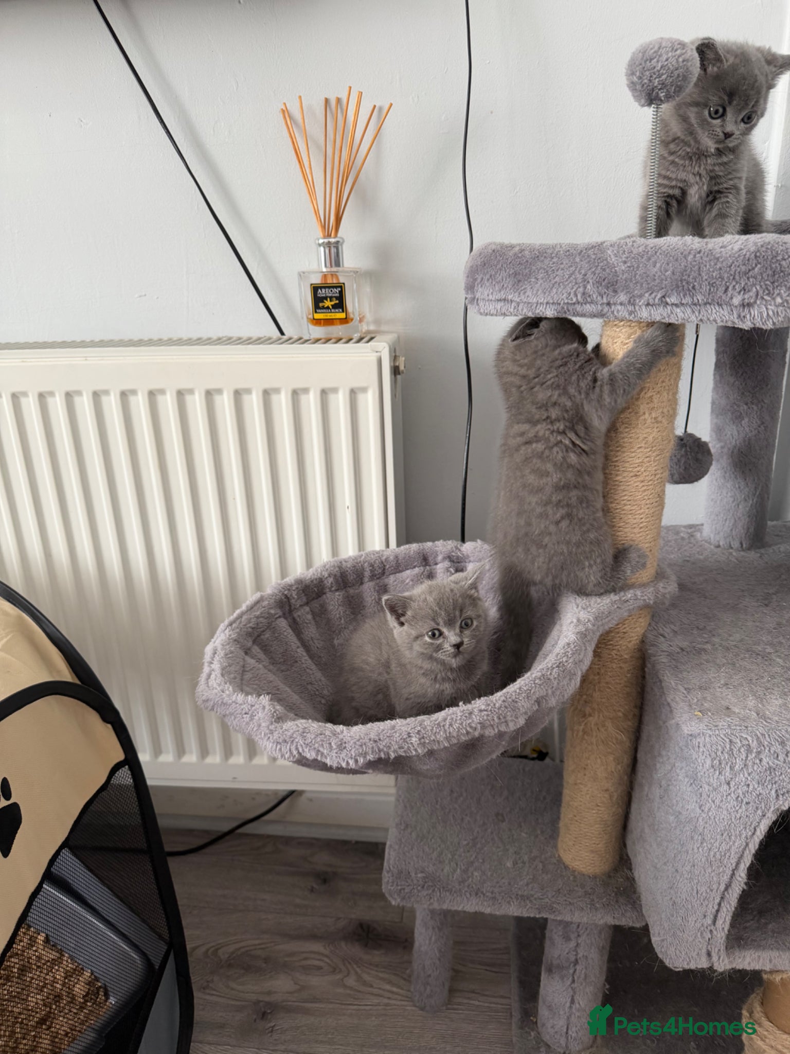 British Shorthair cats British shorthair kittens  - Advert 2