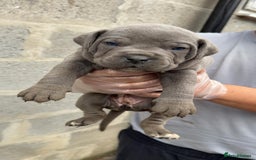 Cane Corso dogs for sale: Top Quality Purebred 8 Blue Cane Corso Puppies  - Advert 18