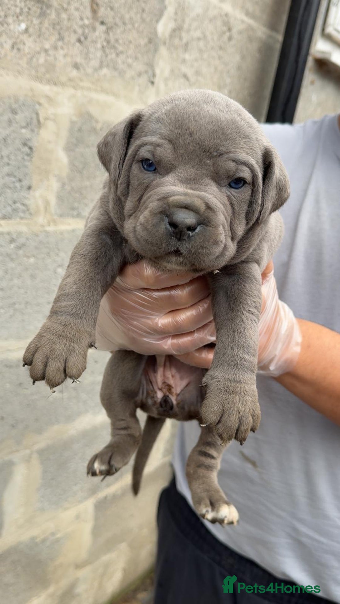 Cane Corso dogs for sale: Top Quality Purebred 8 Blue Cane Corso Puppies  - Advert 18