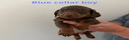 Miniature Dachshund dogs for sale: Miniature dachshund puppies in Perth - Advert 11