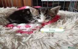 Mixed Breed cats for sale: Kittens gorgeous playful babys - Image 10