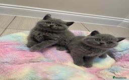 British Shorthair cats for sale: British Shorthair Blue Kittens for  **   - Advert 8