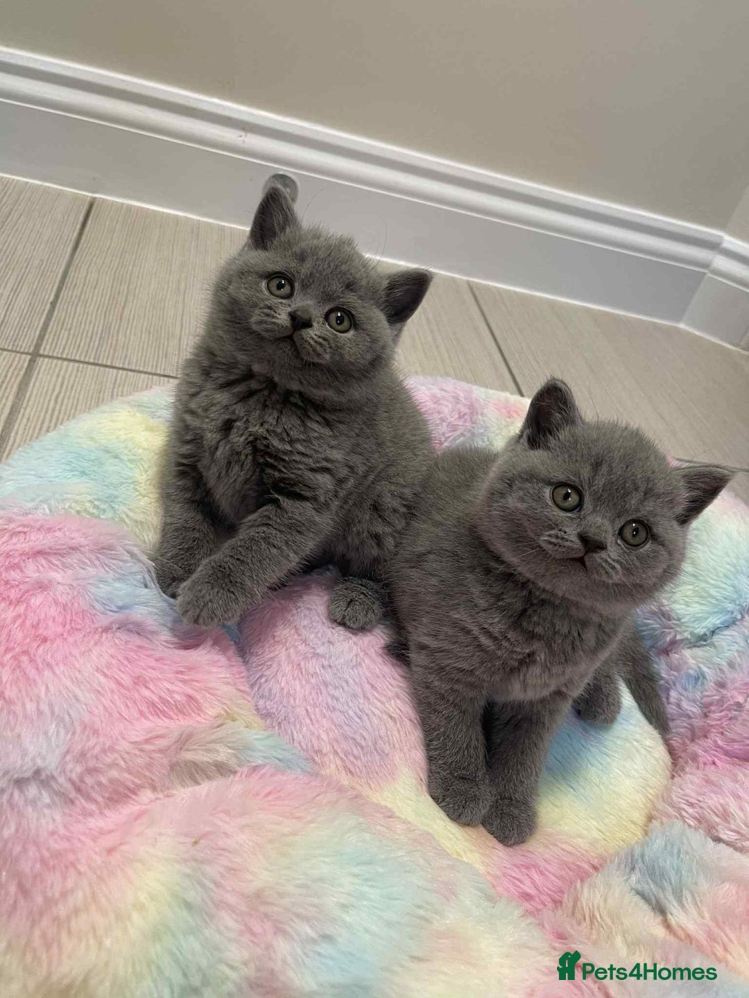 British Shorthair cats for sale: British Shorthair Blue Kittens for  **   - Advert 8
