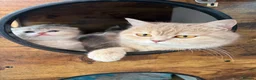 Munchkin cats for sale: ⚜️Rare munchkins⚜️ - Advert 11