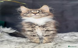 Maine Coon cats for sale: Champions- Bloodline Purebred Maine Coon Kittens  - Image 10